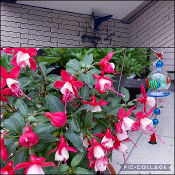 フクシア　プーニー*の画像 by LEONさん | フクシア　プーニー*と癒しと風に揺れる花と赤い花と赤と白とツバメの巣作りとフクシア♡