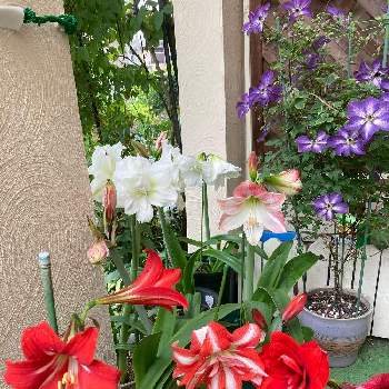 紫の花の画像 by ミイちゃんママさん | 玄関とアマリリスとアマリリス大好きと赤い花❤と私のアマリリスとアマリリス鉢栽培とアマリリス♪とおうち園芸と鉢植えとかわいいとスマホで撮影と白い花と紫の花と癒しのひと時
