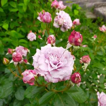 コルデスの画像 by ちけさん | 小さな庭とバラとノヴァーリスと植物のある暮らしとばら バラ 薔薇と癒しの花と花のある暮らしとコルデスと花が好きと薔薇大好きとばらに魅せられて