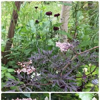 黒いお花の画像 by びおらさん | 小さな庭と素敵な銅葉とGS映えとナチュラルガーデンとGS日和とおうち園芸と花のある暮らしと黒いお花とGREEN UP!と素敵な庭パト♪と自然が好き