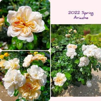 バラ アリアドネの投稿画像一覧 Greensnap グリーンスナップ