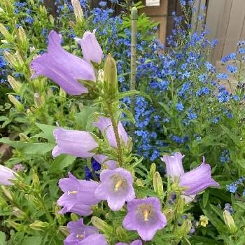 狭い花壇の画像 by おおたちさん | 小さな庭とシノグロッサムとカンパニュラとたねからの幸せと種まきと青い花とタネラーさん集合と狭い花壇