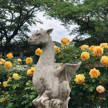 ローザンベリー多和田の画像 by ひろみみにゃさん | お出かけ先とばらと花のある暮らしとキラキラ✨とローザンベリー多和田と小さなしあわせ♡