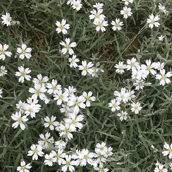 白色の花の画像 by スイートさん | シロミミナグサとお隣さんの花と〜春〜ですね♪と明るい気持ちとお花大好き✨とシロミミナグサ♡と白色の花と毎年楽しみにとGS2年目と可愛い♡