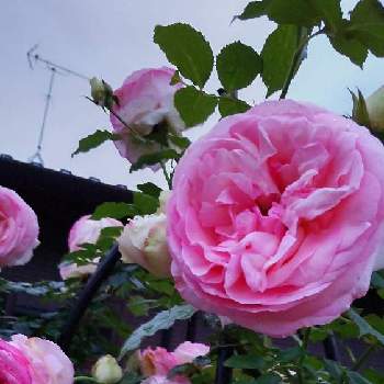 薔薇♡の画像 by Chieko☆さん | 薔薇♡とピンクの薔薇とバラ・ピエールドゥロンサールと可愛い花と大好きと綺麗な色♡