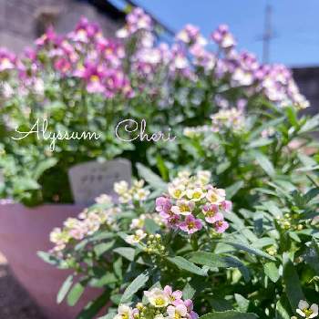 アリッサム シェリの画像 by PRoseさん | 小さな庭とアリッサム シェリとマイガーデンと花のある暮らしとプチガーデニング