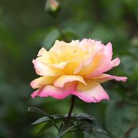 ばら バラ 薔薇,GS映え,庭園,風景,素敵の画像