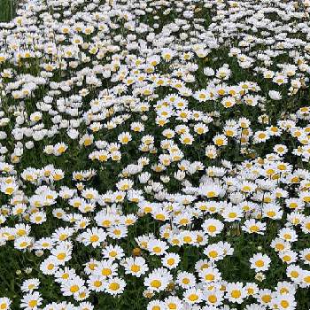 癒される～の画像 by ぴょんぴょんさん | お出かけ先と花のある風景とお気に入りと癒される～と小さな白いお花と可愛いと白い花と花壇・植込み