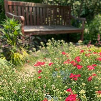 風薫る五月の画像 by selinaさん | ノコギリソウと風薫る五月とナチュラルガーデンと今日のお花と赤い花と花のある暮らしとお散歩とノコギリソウの花と海外暮らし