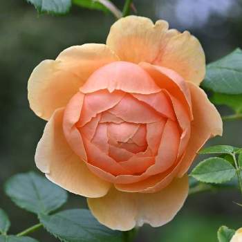naomi's congratulatory postの画像 by *naomi*さん | キャロリンナイトとお祝いpicと花と緑のある暮らしとばら バラ 薔薇と薔薇愛同盟と毎日ローズショーと日曜ビタミンカラー♪と青薔薇マニアとバラのある暮らしとアプリコットカラーの薔薇と㊗️リコママさん2400picとバラ・ミニバラとnaomi's congratulatory postと日曜日はバラよ❤️と㊗️YUMIさん2400pic