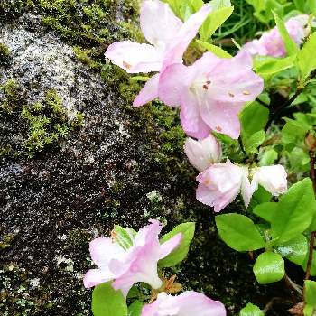 ピンクのおはなの画像 by レモン愛花さん | 小さな庭とグリーンアクセサリー♪とピンクワールドへようこそとピンクのおはなと乙女色とピンク❤︎ピンクと乙女色クラブと花のある暮らしと庭石と久留米ツツジの花