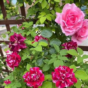 いやされる♡の画像 by Angela350さん | 広い庭とバラ　ロジャーランベリンと羽衣とやさしい色...とバラと暮らすといやされる♡とつるバラとピンクと薔薇 ほほえみと笑顔がいちばんと花のある暮らしとかわいい花と微笑み
