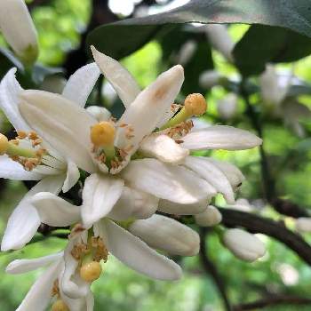 みかんの花の投稿画像一覧 Greensnap グリーンスナップ