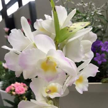 初めて✨の画像 by ほたるぶくろさん | バルコニー/ベランダとデンドロビウムと初めて✨と蘭の花と白いお花と癒されてとかわいい♡♡と我が家の花