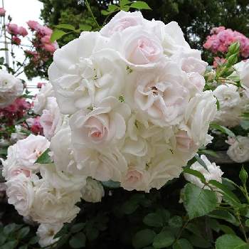 可憐の画像 by ひろりあんさん | 可憐とキレ〜イ♡とバラの花束みたいと可愛いと清楚な白いお花