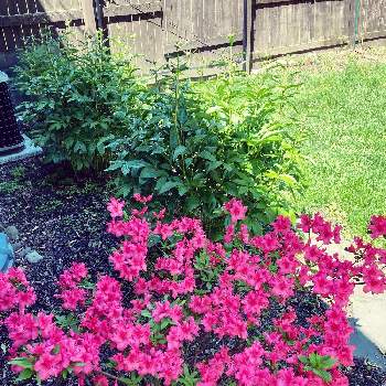 裏庭の画像 by matsuさん | 小さな庭とツツジと裏庭とニューヨークとホームと花いろいろと ツツジと春。