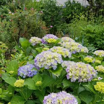 淡い色合いの画像 by のぶりんこさん | 紫陽花と淡い色合いと5月の庭とお庭のお花♡