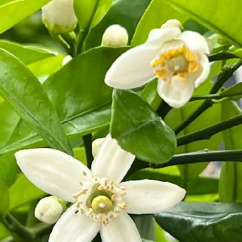 ミカン科の画像 by まあみさん | お出かけ先とナツミカンとお散歩の途中と日曜の白花と美しいと綺麗とミカン科と可愛いと白い花と蕊フェチ