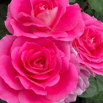 京都府立植物園の画像 by たけのこのっこさん | お出かけ先とケアフリー ワンダーとバラ特集とばら バラ 薔薇とバラはいいなぁとバラ・ミニバラと京都府立植物園