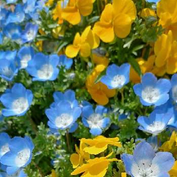 青い花と黄色の春2022の画像 by mimozaさん | お出かけ先とビオラとネモフィラと青い花と黄色の春2022と日曜ビタミンカラー♪とチームブルーNo.117と㊗️リコママさん2400picと青い花マニアとチーム・ブルー