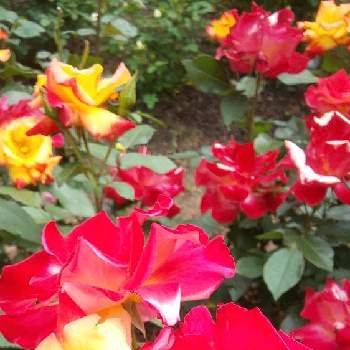 良い香りの花の画像 by フラワーポットさん | お出かけ先と薔薇と季節の花と良い香りの花とカラフルな花とばら バラ 薔薇と日曜日はバラよ❤️