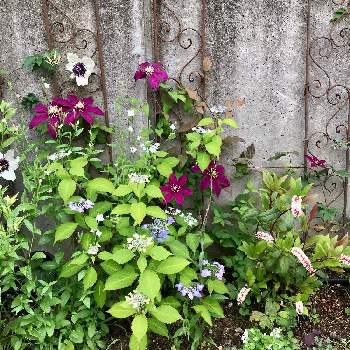 コバノズイナの画像 by サッチさん | 小さな庭と銅葉コバノズイナとクレマチスとコバノズイナとヤマアジサイ✴︎とエクボソウと花のある暮らしと山野草