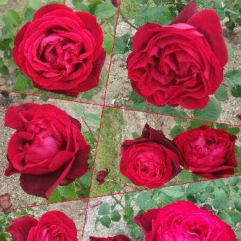バラ はいからの画像 by SILVIAさん | お出かけ先とバラとバラ はいからと開花と公園広場と花壇と散歩と赤い花と花のある暮らし