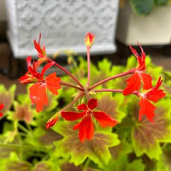 紅葉葉ゼラニウムの画像 by ちばっこさん | 小さな庭と紅葉葉ゼラニウム