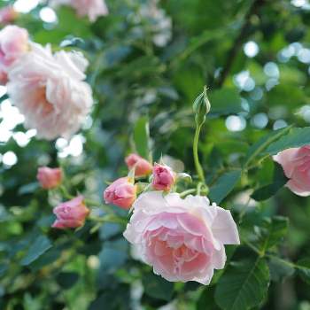 バラ,フェリシア,花のある暮らし,小さな庭の画像