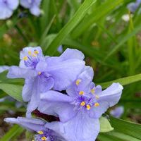 ムラサキツユクサ,花壇,紫色の花,道端の草花,青い花の画像