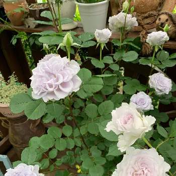 癒されての画像 by つゆみさん | ガブリエルとバラ　ブルーグラビティとおうち園芸とありがとうと薔薇暮らしと癒されてと私の庭と花のある暮らしとばらに魅せられて