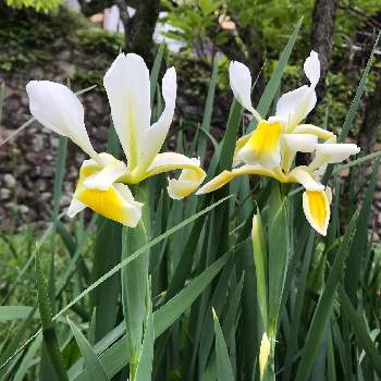 風薫る五月の画像 by mokoさん | 畑とアイリスとスマホ撮影と風薫る五月と癒しと感謝と我が家と祈りとありがとうと綺麗と令和4年と可愛いと花のある暮らしとかわいいと白い花とiPhone撮影