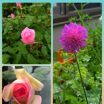 ピエール・ド・ロンサールの画像 by シゲちゃんの花さん | 小さな庭とスカピオザ（松虫草）とピエール・ド・ロンサールとお気に入りと花のある暮らしとわが家の花とおうち園芸
