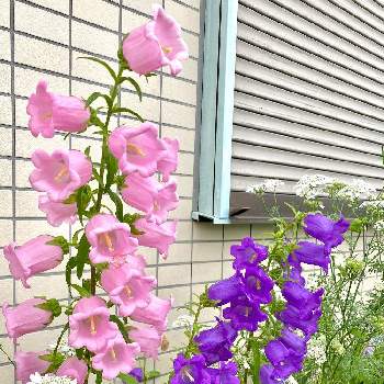 カンパニュラメディウムの投稿画像一覧 Greensnap グリーンスナップ