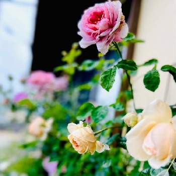 河本ローズの画像 by Sanさん | 小さな庭と雨上がりと感謝とムーラン ド ラ ギャレット薔薇と美しいと可愛い〜♡ときれいな色と河本ローズと癒されます♥と花のある暮らしとグラハムトーマスと素敵色と薔薇♪と優しい色と真宙 バラと薔薇大好きと素敵