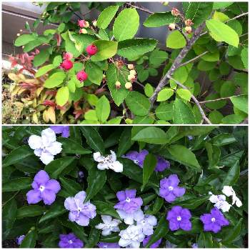 あかい実❤️の画像 by 美和子さん | お出かけ先とニオイバンマツリとジューンベリーの実とあかい実❤️と小さな実と花のある暮らしと紫の花と白い花♡
