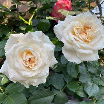 つるバラの庭の画像 by Rosy Cream @Rosesさん | バラの庭とつるバラの庭とバラ オールドローズとバラアーチとバラの家とつるバラと薔薇栽培と河内長野市と薔薇の庭とバラに埋もれると大阪府河内長野市とバラ栽培とアルストロメリアコレクションと関西と花のある暮らしとバラのアレンジメントと我が家のバラとロザリアンとアルストロメリアコレクターとバラのおもてなし