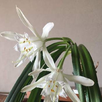 ヒガンバナ科の画像 by bulbilさん | バルコニー/ベランダとヒガンバナ科と球根と植物男子ベランダーと南米産と白い花と珍奇植物好き