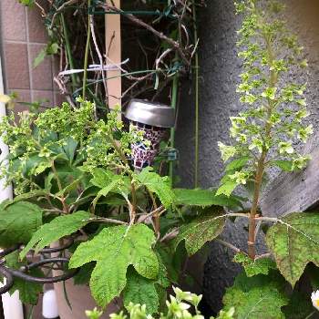小さな庭からの画像 by ハナハナさん | 玄関とアジサイ　紫陽花と小さな庭から