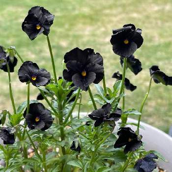 黒い花の画像 by みぃさん | ビオラと黒い花と育てる楽しみと花と緑のある暮らしと寒さに強いと癒しと可愛い花とブラック系と鉢植えと花のある暮らしと小花好き