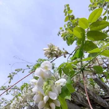 藤棚の画像 by flower&skyさん | お出かけ先と白藤と空を背景にと満開と花のある暮らしと藤棚と白い花