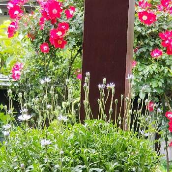 ブルーデージー♪の画像 by はなちゃんさん | バルコニー/ベランダと花のある生活とブルーのお花とブルーデージー♪と鉢植えと私のお庭