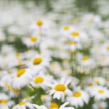 菊の花の画像 by XLCRさん | お出かけ先とフランスギクと白い花と菊の花と花を撮る暮らし