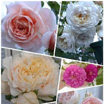 バラ苗の画像 by はるちっちさん | アプリコットクーラーと品種名不明とコレッタと花吉野とミニバラ　スイート・チャリオットと鉢バラとばら バラ 薔薇とピンクの花とミニバラ鉢植えと薔薇 バラ ばらと大和ばら園とバラ 鉢植えとコメリと鉢植えとミニバラを楽しむとミニバラ好きと吉池貞蔵さん作出とガーデニングと花のある暮らしと薔薇♪とラヴィンユーとバラ・ミニバラとバラを楽しむとバラ苗