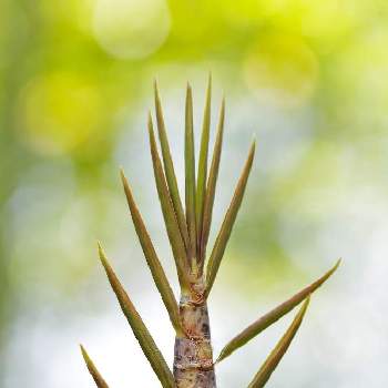 タケノコの画像 by XLCRさん | お出かけ先と竹とタケノコとタケと緑のある暮らしと玉ボケ