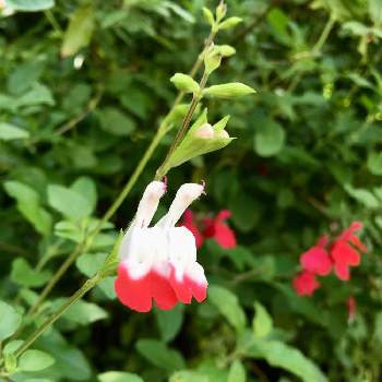 紅白の花の画像 by ウサコさん | お出かけ先とチェリーセージ ホットリップスと近所の公園と花壇と赤い花と花のある暮らしと白い花とかわいいな♡とお散歩と紅白の花