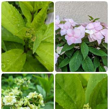 冬アジサイの投稿画像一覧 Greensnap グリーンスナップ