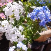 ルリマツリ,お花を楽しむ,青い花,おうち園芸,花のある暮らしの画像