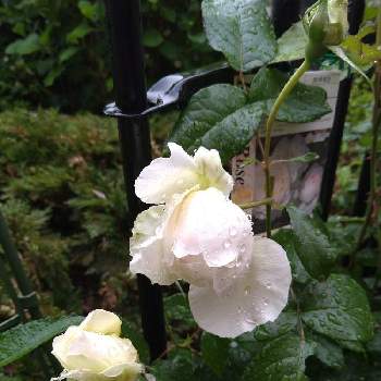 いいかおりの画像 by ちえこさん | 小さな庭とボレロといいかおりとばら バラ 薔薇と強香のバラと四季咲き中輪と花のある暮らし