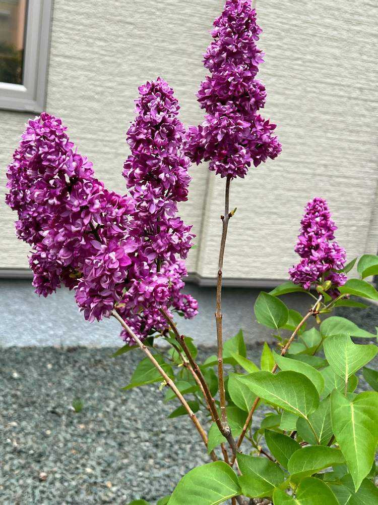 1653181539391_thum_760140_phot